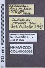 Etiketten zu Denticolloides paradoxus (NHMW-ZOO-COL-0008682)